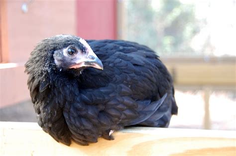 10 week old black australorp|More.